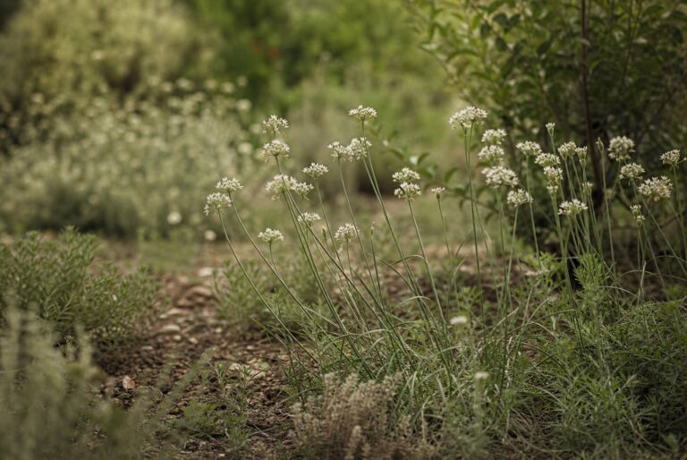 Ail des vignes : reconnaissance, cueillette et usages culinaires