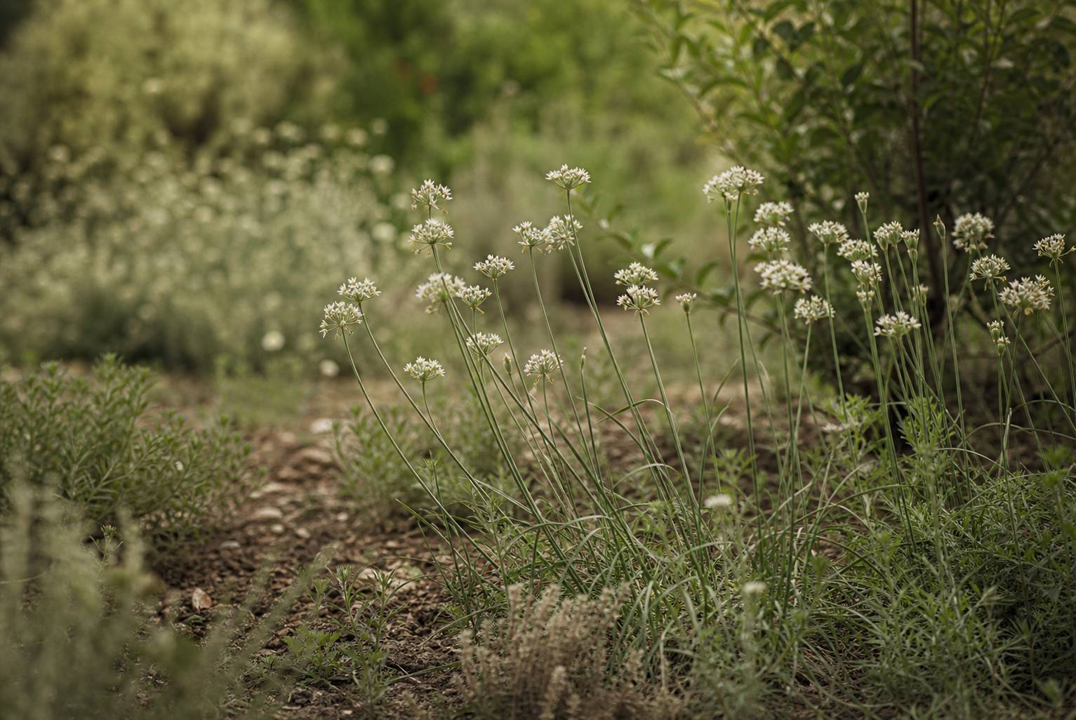 Ail des vignes : reconnaissance, cueillette et usages culinaires
