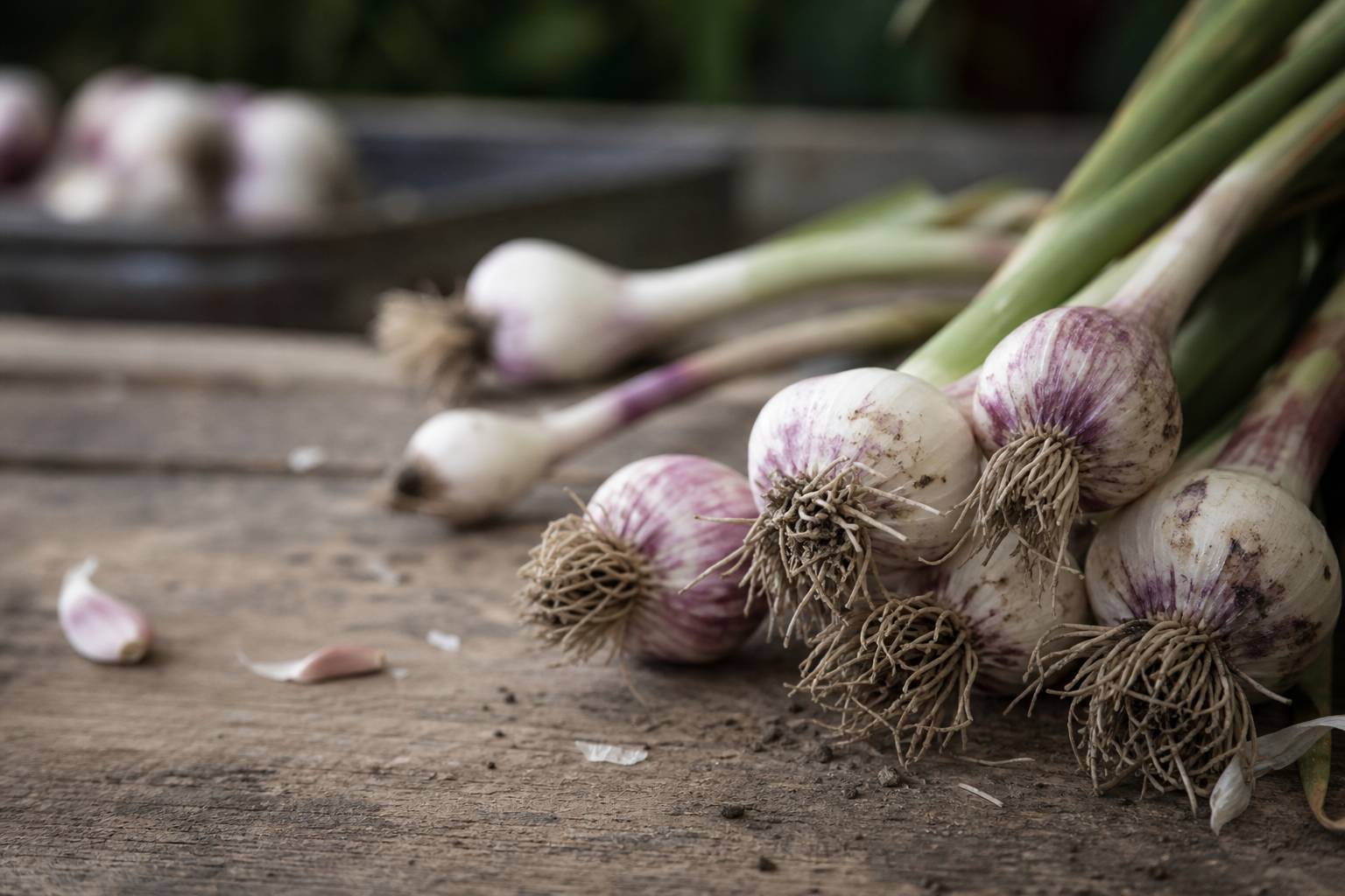 Photo illustrative: Ail des vignes : reconnaissance, cueillette et usages culinaires