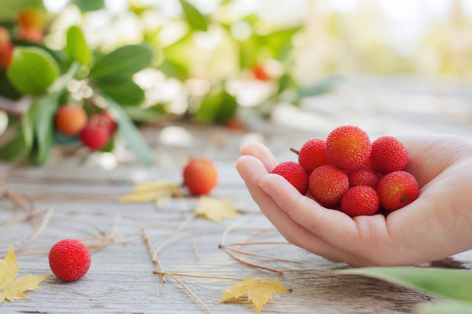 Main cueillant des arbouses rouges, fruits sauvages dautomne Ă la texture rugueuse, cueillette en pleine nature
