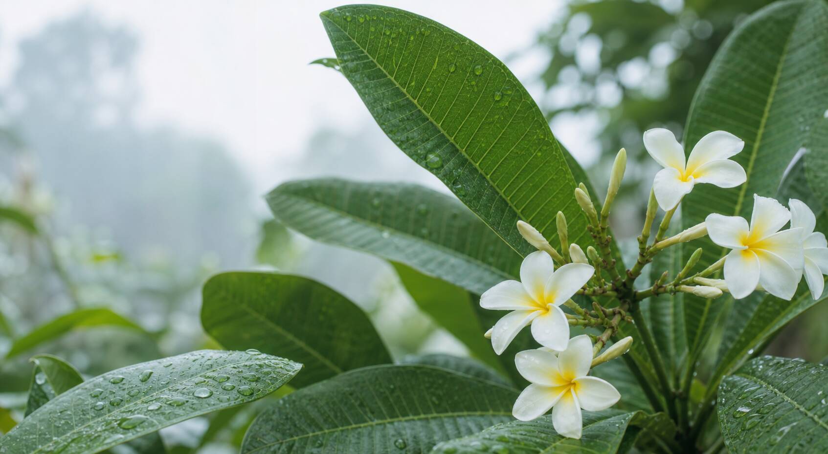 Détail de feuillage tropical et plantes exotiques, gouttes de pluie sur les feuilles, ambiance humide et chaude
