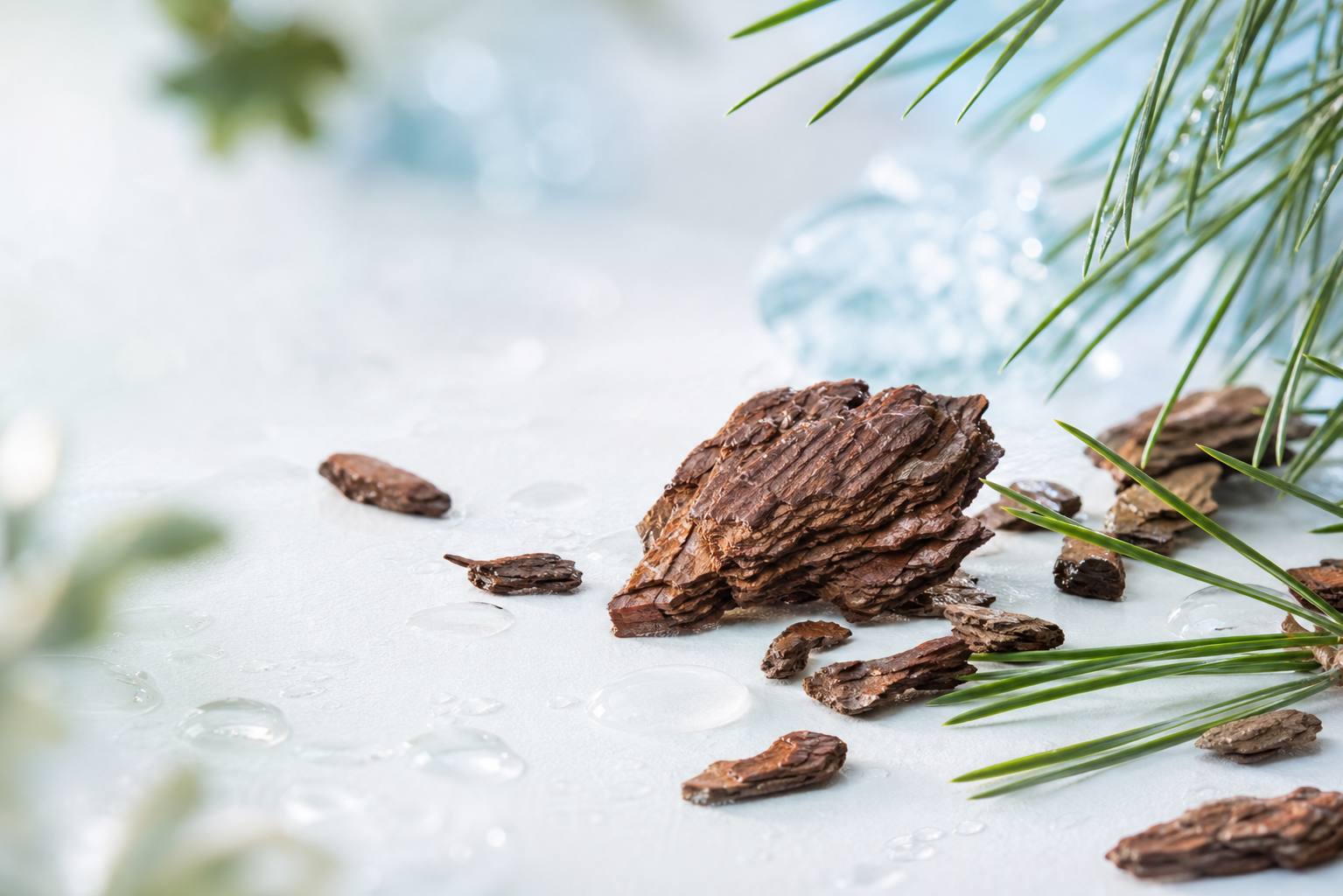 Photographie illustrative: Écorce de pin maritime : antioxydant naturel aux effets prouvés