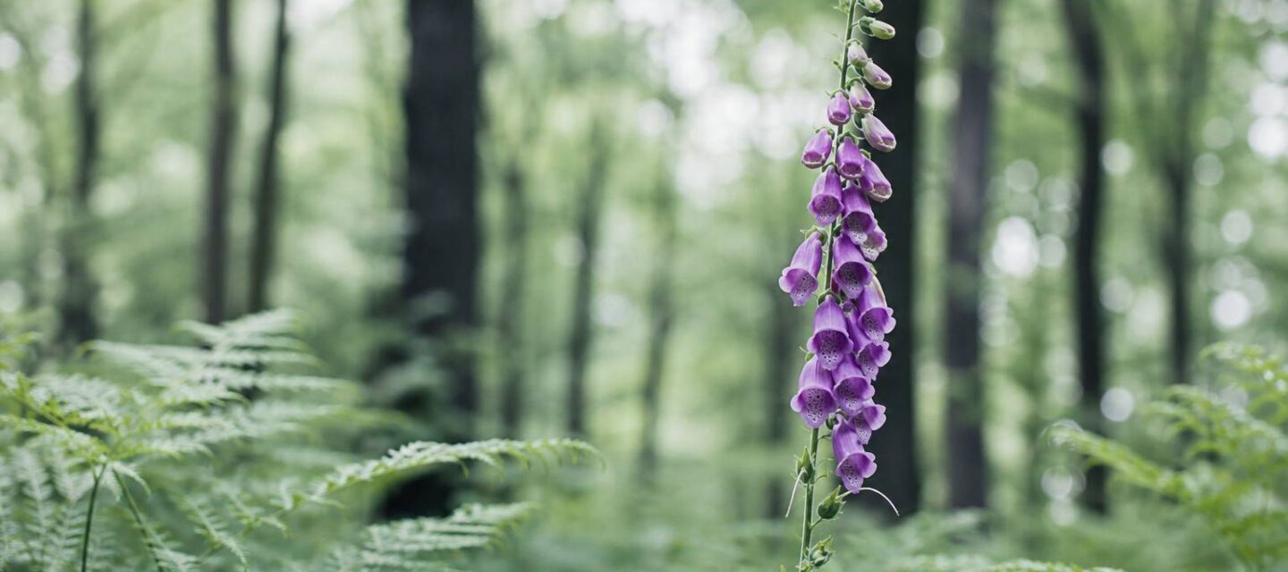 Digitale pourpre : la fleur du cœur entre vertus et dangers
