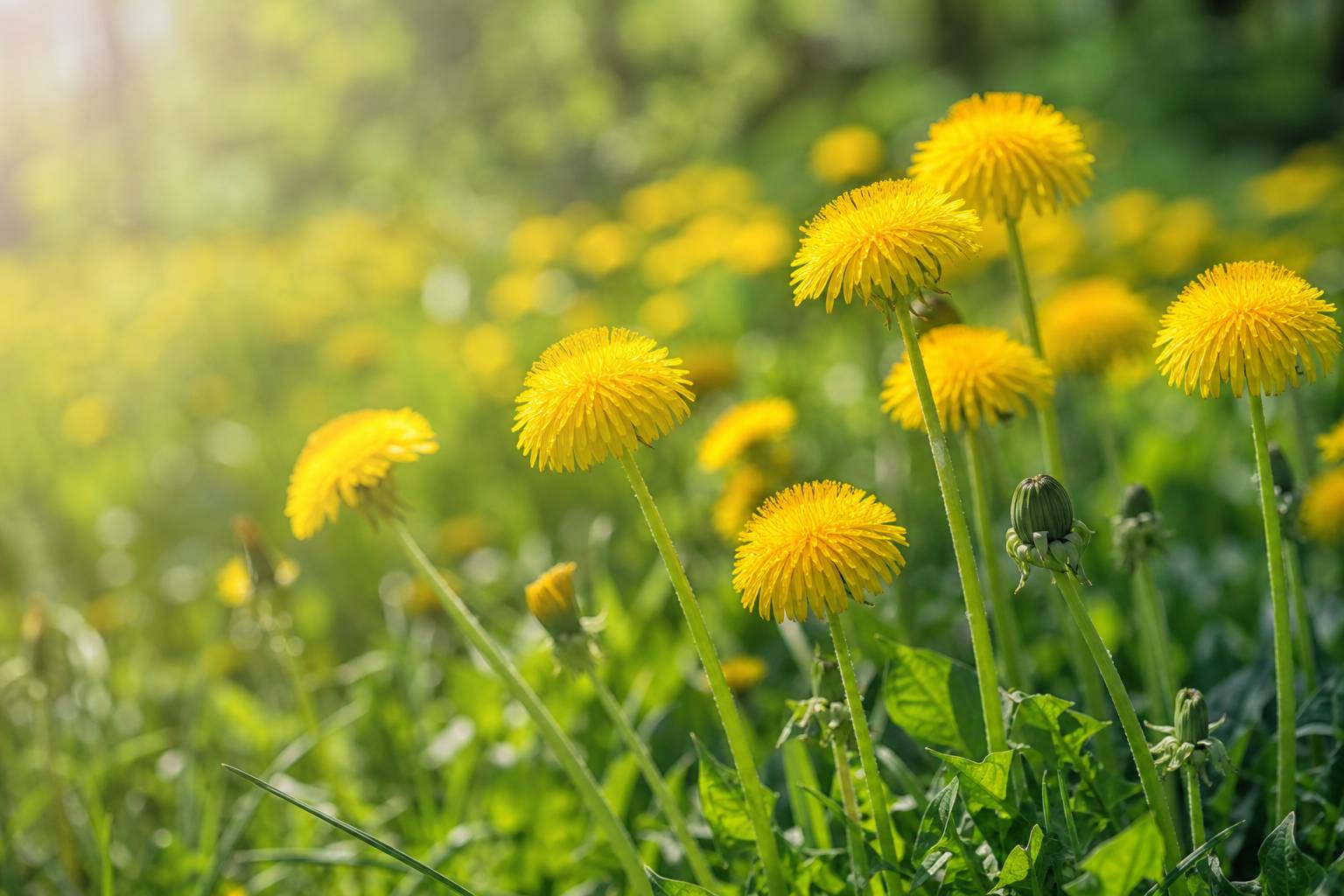 Fenouil commun : bienfaits, tisane et usages au qu, scène bien-être naturelle