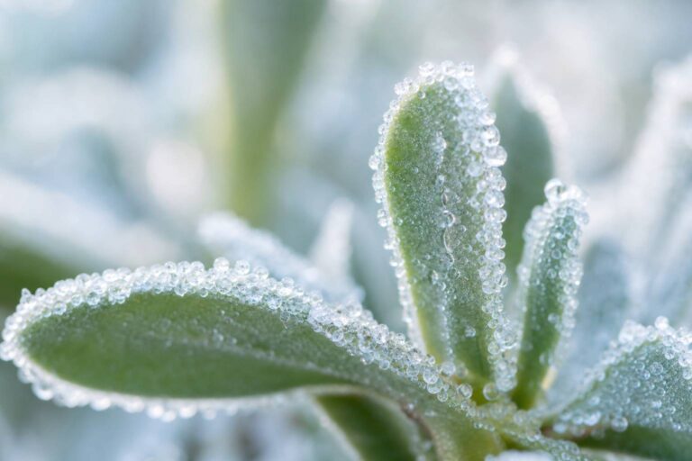Ficoïde glaciale : la plante d&rsquo;eau aux feuilles cristallines