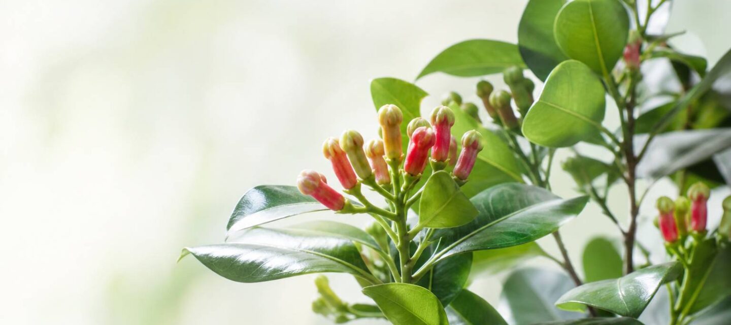 Giroflier : l&rsquo;arbre du clou de girofle et ses vertus