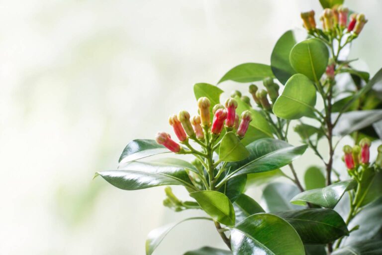 Giroflier : l&rsquo;arbre du clou de girofle et ses vertus