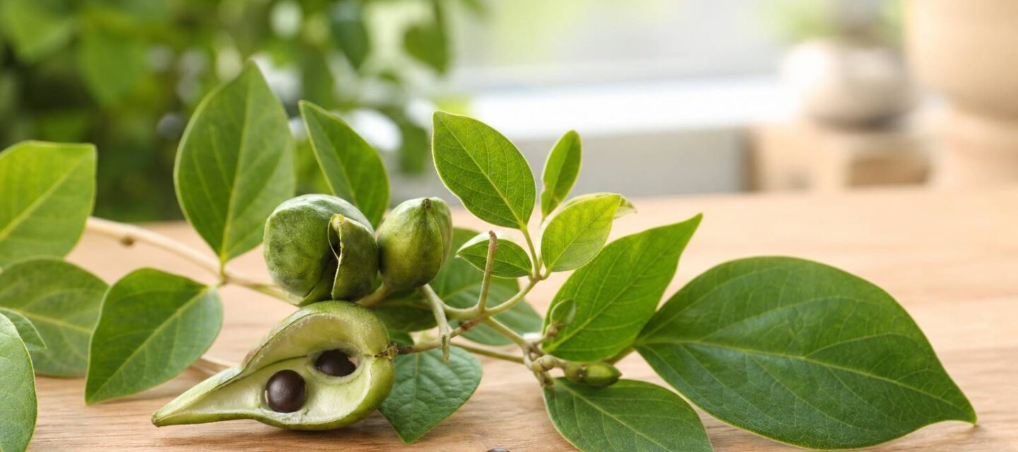 Griffonia : les dangers et précautions de cette plante du sommeil