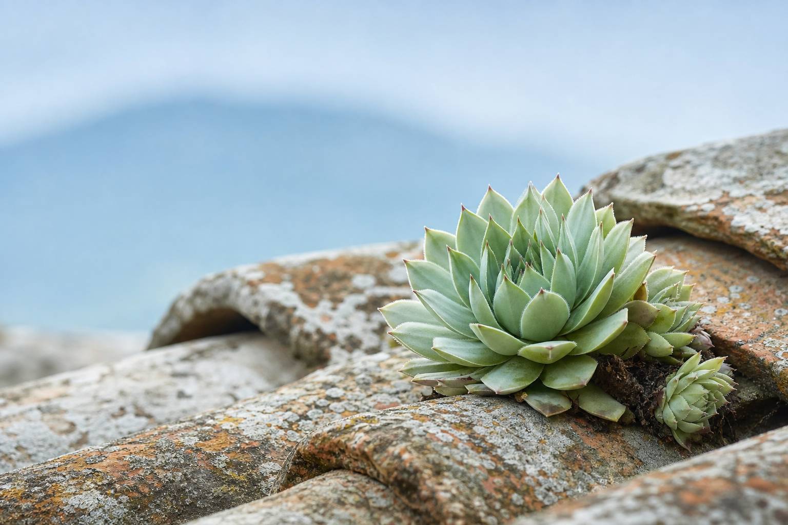 Joubarbe toiture plante succulente jardin bien-etre nature
