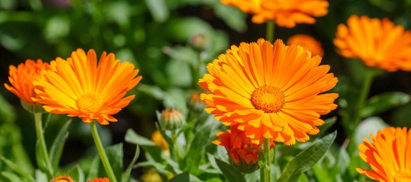 Le souci : la plante calendula et ses vertus apaisantes