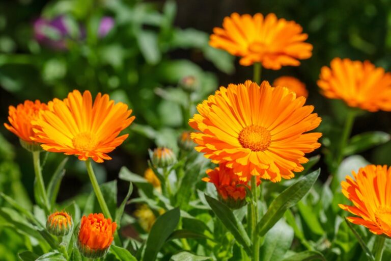 Le souci : la plante calendula et ses vertus apaisantes