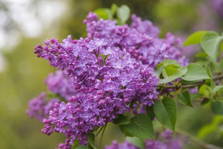 Fleur de lilas : symbolique, usages et propriétés