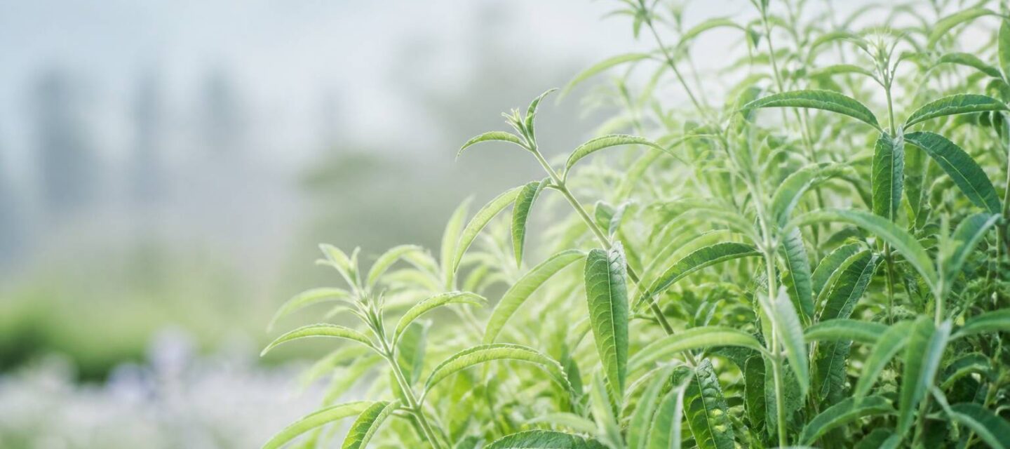 Lippia : la plante aromatique aux nombreuses variétés