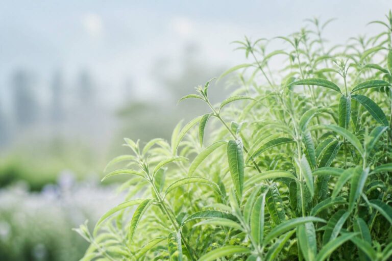 Lippia : la plante aromatique aux nombreuses variétés