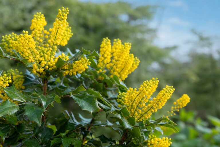 Mahonia aquifolium : la plante méconnue aux mille vertus