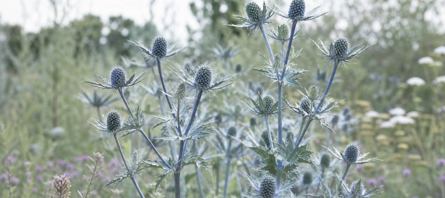 Panicaut : la plante chardon aux multiples usages