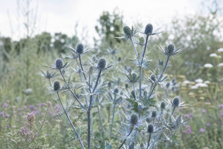 Panicaut : la plante chardon aux multiples usages