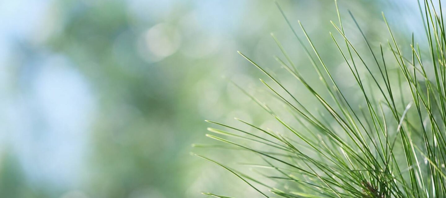 Pin d&rsquo;Alep : l&rsquo;arbre méditerranéen aux multiples ressources