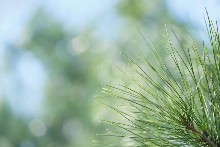 Pin d&rsquo;Alep : l&rsquo;arbre méditerranéen aux multiples ressources