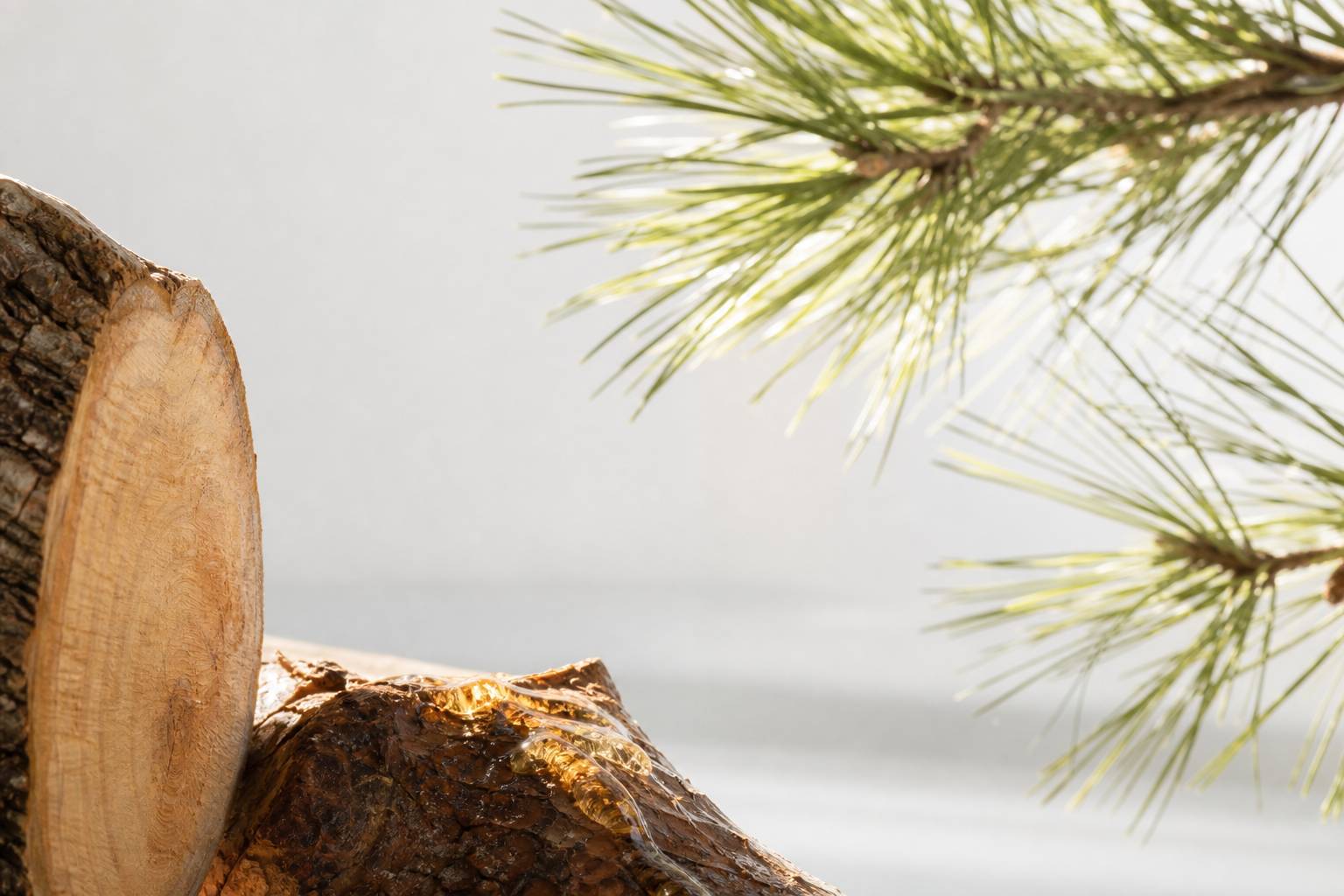 Bois resineux pin d'Alep texture nature apaisante