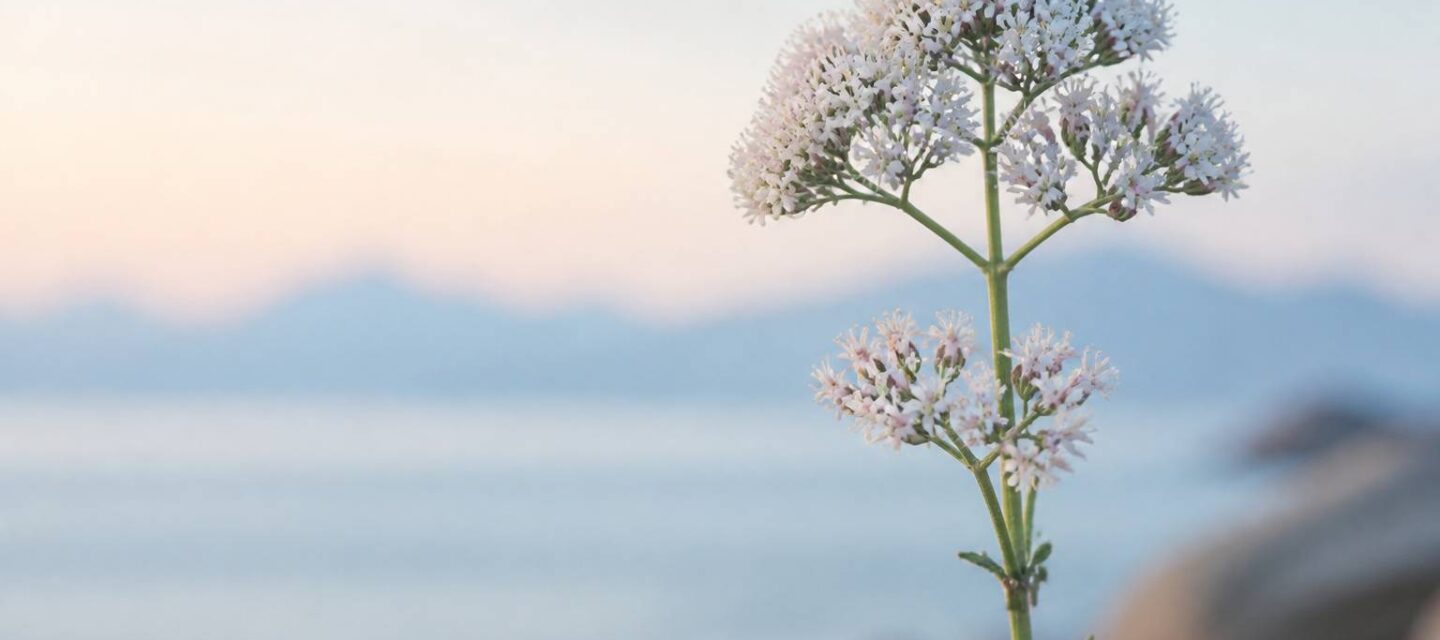 Valériane : la plante reine du sommeil et de la détente